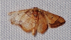 Idaea kendallaria