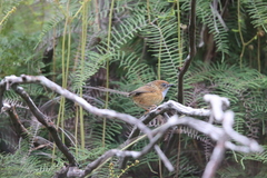 Stipiturus malachurus