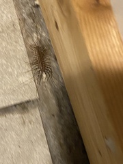 Scutigera coleoptrata
