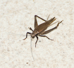 Lerneca