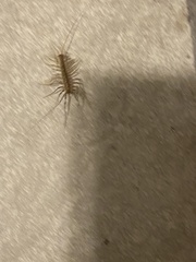 Scutigera coleoptrata