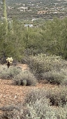 Odocoileus hemionus eremicus