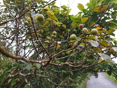 Ficus erecta beecheyana