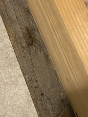 Scutigera coleoptrata