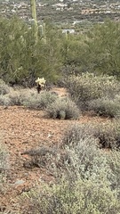 Odocoileus hemionus eremicus