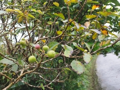 Ficus erecta beecheyana