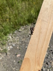 Parallelia bistriaris