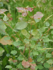 Populus tremula