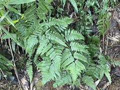 Diplazium taiwanense