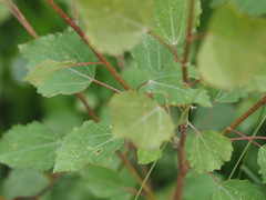Populus tremula