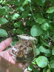 Setophaga caerulescens