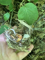 Setophaga caerulescens