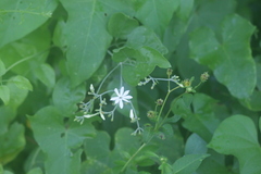 Jasminum fluminense