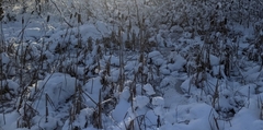 Typha latifolia