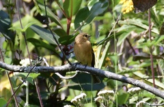 Empidonax fulvifrons