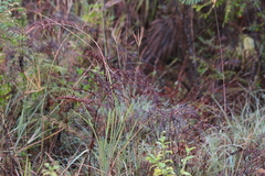 Pteridium aquilinum pseudocaudatum