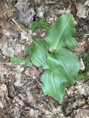 Platanthera orbiculata