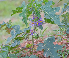 Solanum palinacanthum