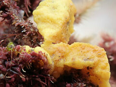 Porifera