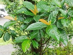 Ficus benguetensis