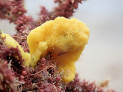 Porifera