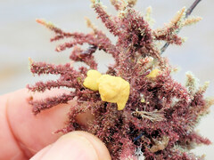 Porifera