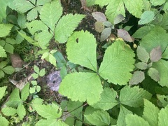 Rubus pubescens
