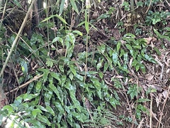 Leptochilus wrightii