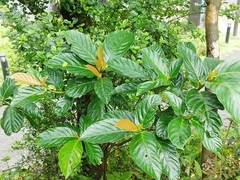 Ficus benguetensis