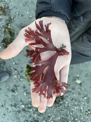 Callophyllis edentata