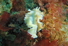 Polycladida