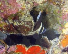 Eques punctatus