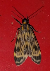 Eucereon costulata