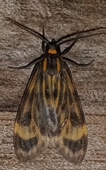 Eucereon costulata
