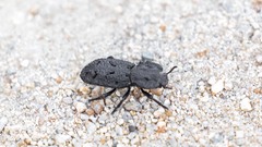 Phloeodes diabolicus