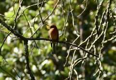 Mitrephanes phaeocercus