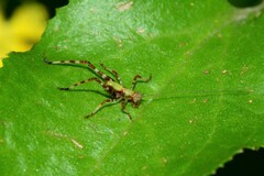 Caedicia