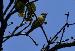 Empidonax occidentalis