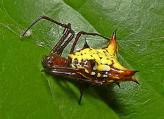 Micrathena fissispina