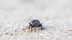 Phloeodes diabolicus