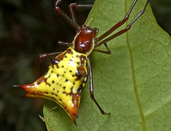 Micrathena fissispina