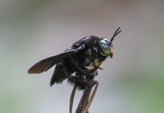 Xylocopa latipes