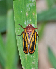 Mahanarva spectabilis