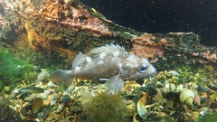 Sebastes oculatus