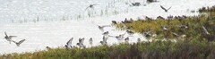 Calidris alpina