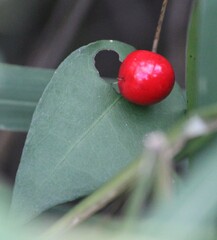 Malpighia glabra