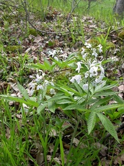 Cardamine heptaphylla