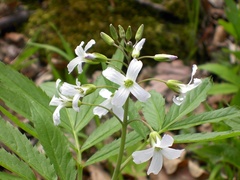 Cardamine heptaphylla