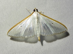 Margaroniini