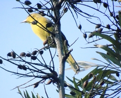 Icterus spurius